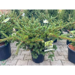 Smrek pichľavý (Picea Pungens) ´LUCKY STRIKE´ - výška 50-70 cm, Ø 60-80 cm, kont. C15L